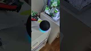 Old Alexa VS New Alexa Amazon Echo Pop &amp; Echo Dot #amazon #adamszabo #alexa