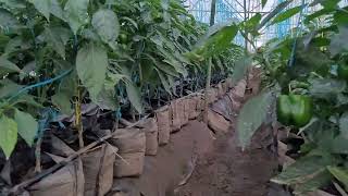 How profitable is a greenhouse farm? Check this..