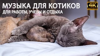 Lofi Cat. Фоновая музыка для работы, учебы и отдыха. Смешные котики играют на видео 3 часа. by Cute Cats Devon Rex 972 views 1 year ago 2 hours, 58 minutes