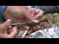 Lizard Navigation and Behavior Quiz