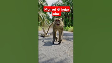 monyet lari di kejar ular #monyet #monkey