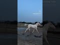 #horselovers #arjundhillon #forupage #shortshorts #viralshort