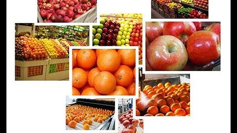 Orange apple lemon citrus fruit washing waxing drying sorting machine