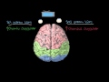 Duygular: Serebral Yarım Küreler ve Prefrontal Korteks (Psikoloji / Çevreyi Algılama)