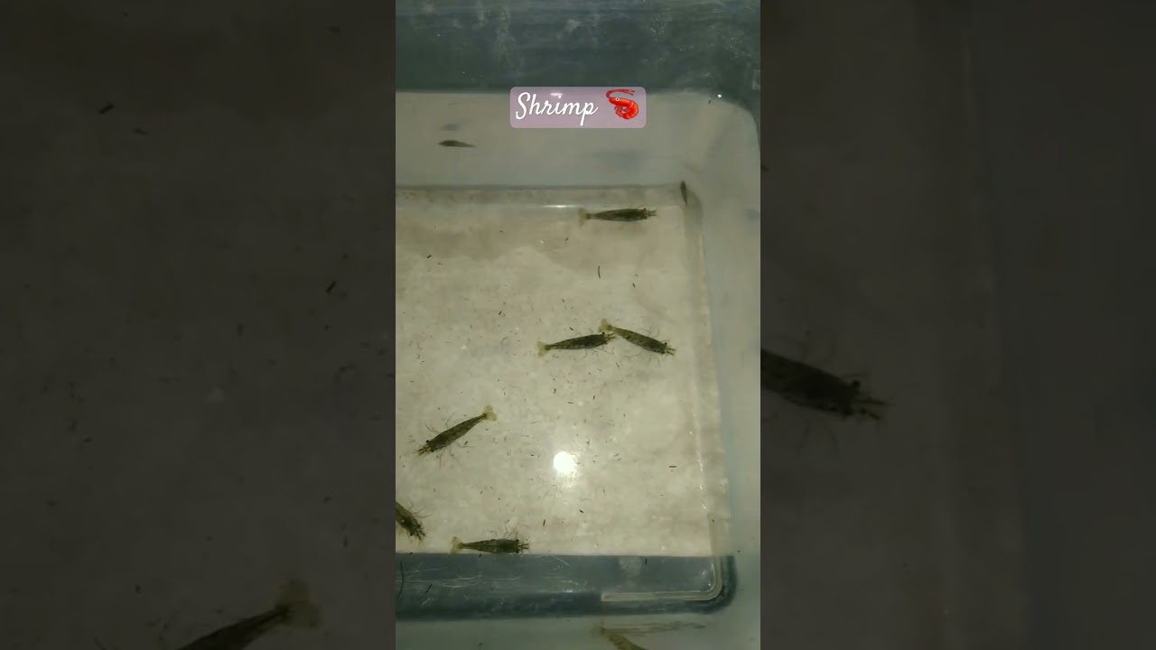 झींगा पालन ( shrimp farming ) jhinga aqua Farming 