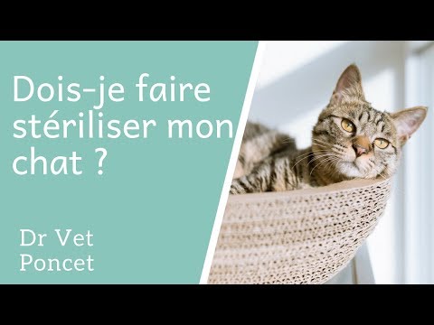 Vidéo: Dois-je Stériliser Mon Chat ?