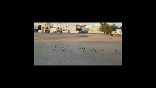 MIGRATED BIRDS IN OMAN || الطيور المهاجرة في عمان || ওমানে অভিবাসী পাখি|| #youtube #viral #oman