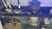 aqualund recirculating bio pellet reactor and 90 gallon update