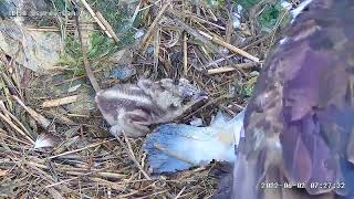 MNSA Osprey-Cam: 6/2/2022 Feeding time