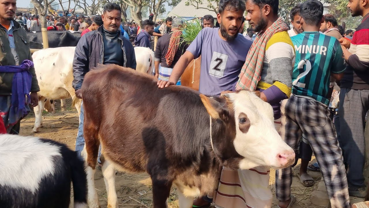 @আজ ১২ জানুয়ারি ২৬ | ফ্রিজিয়ান বকনা বাছুর গরুর দাম | রানীগঞ্জ হাট | দিনাজপুর 