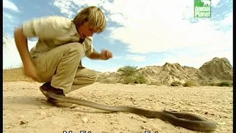 Austin Stevens - Seven Deadly Strikes