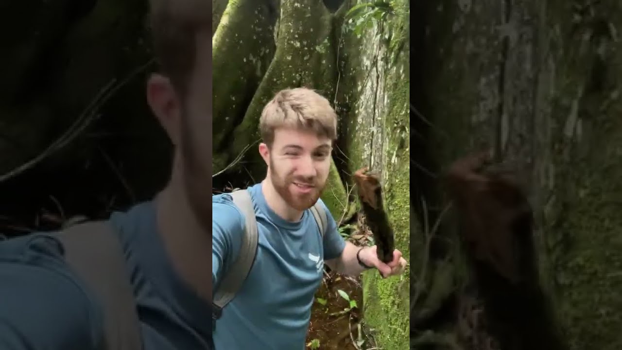 Dieser Baum könnte dein Leben retten... wenn du im Dschungel verloren gehst!