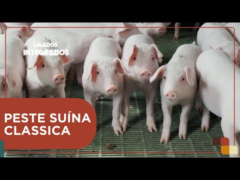 Peste Suína: Alagoas inicia programa contra a doença | Ligados & Integrados - 14/05/2024