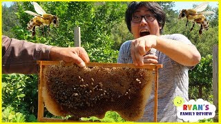 first time seeing bees in real life with ryans family review