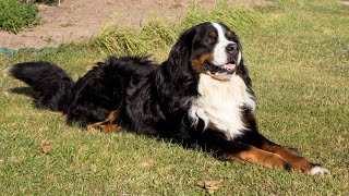 Do Bernese Mountain Dogs require regular grooming?