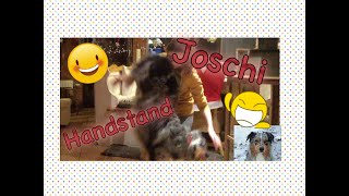 Joschi übt den Handstand💁🏽 - Fortschritte/ Training with my dog 🙈 by Happy Crazy Dogs 177 views 8 years ago 1 minute, 46 seconds