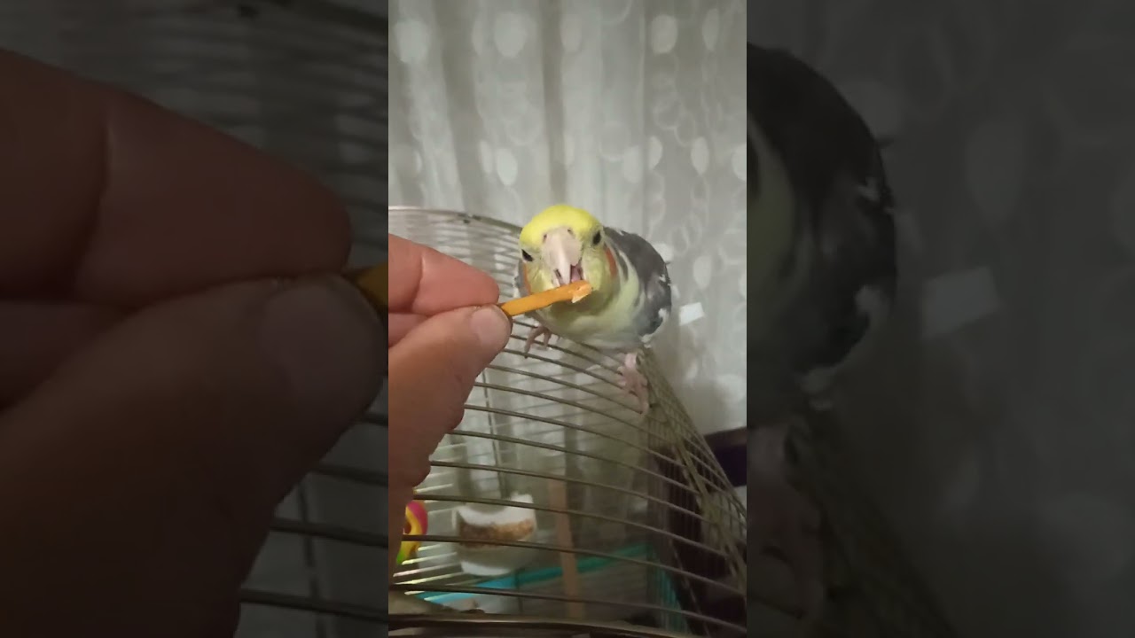 Aha gene ben geldim kimle çapkınmla sohpetimiz  güzel 🦜😊