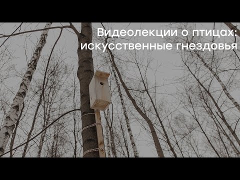 Видеолекции о птицах: искусственные гнездовья