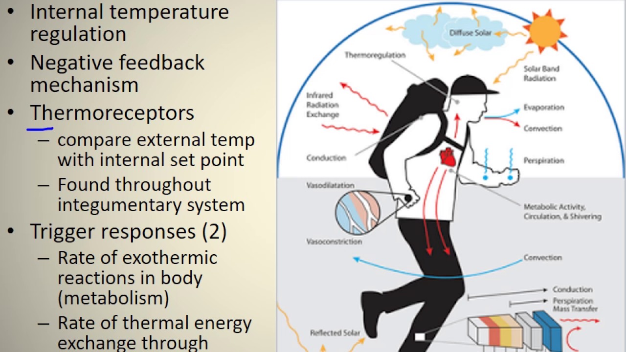 Thermoregulation YouTube