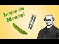 Las Leyes de Mendel en 8 minutos