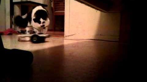 Terrorizing the cat with technology