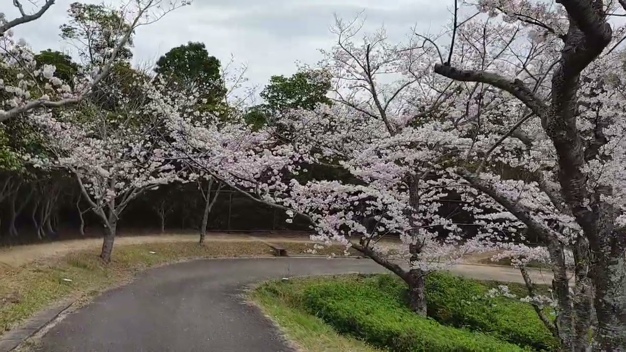 平草原公園の桜は満開 1 2 Youtube