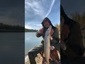 Щука на Урале #казахстан #уральскзко #закидушка #щука #урал