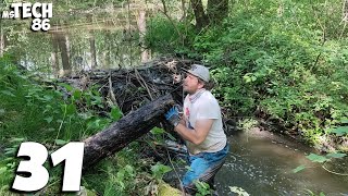 A Beaver Dam In The Forest And A Huge Amount Of Water  Beaver Dam Removal No.31