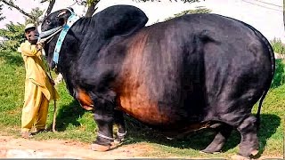 10 Biggest Bulls in the World