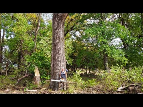 Video: Fælder bomuldstræer hvert år?