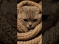 Sleepy Cozy Cat Vibes 🐈 #CatVideos #FluffyCat #pets #CatLover #Cats#viral #viralshort