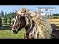 10 Most Expensive Horses Ever Sold In The World