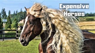 10 Most Expensive Horses Ever Sold In The World