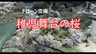 ドローン空撮　稚児舞台の桜(2024)