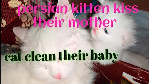 Video 7616501: persian punch face kitten, face persian kitten playing, persian kitten sleeping, persian mother, persian mom, kitten kisses, kittens born, pets