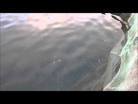Video: Risikofisk Fiske