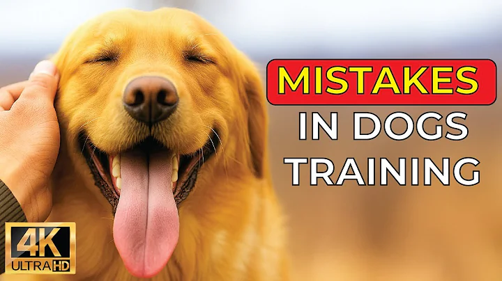 10 Potty Training Mistakes Dog Owners Make (Especially with Golden Retrievers!)