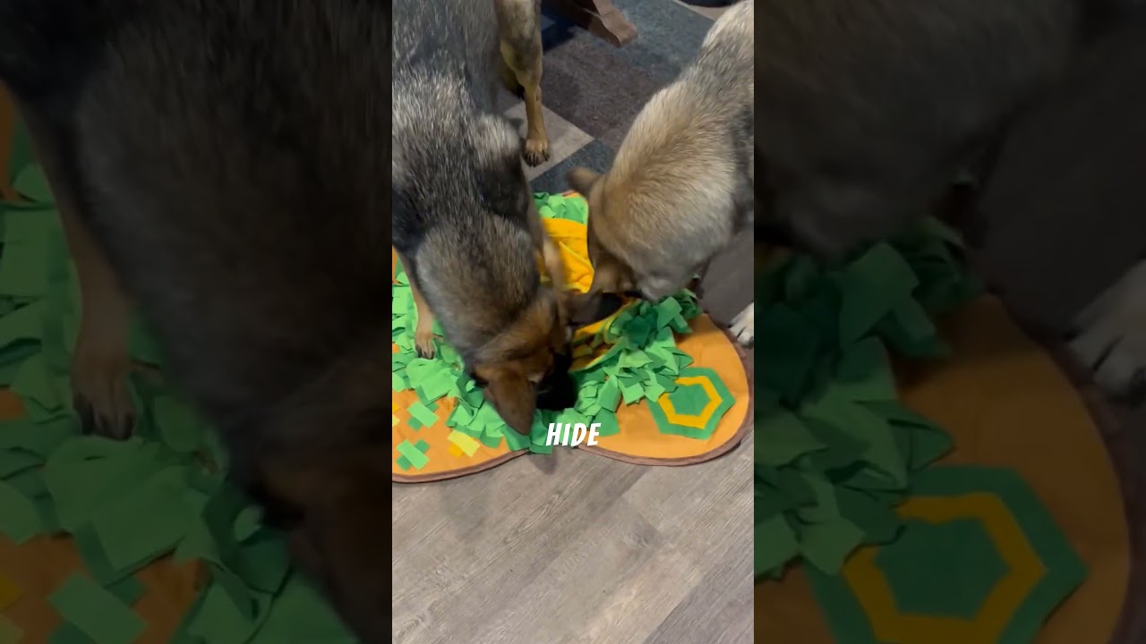 Three ways I keep dogs mentally stimulated!  