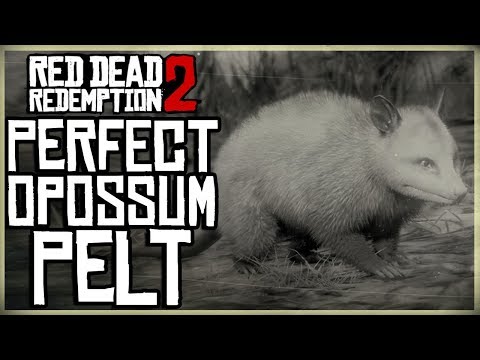 how-to-get-a-perfect-opossum-pelt---red-dead-redemption-2-pristine-opossum-hunt