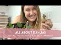 All about dahlias  tubers propagation and newtous varieties  green bee floral co