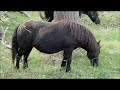 Zwarte shetlander equus caballus olivers nature