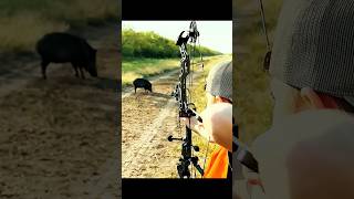 🏹🐗 Охотник Добыл Кабана Из Лука Прямо Перед Собой! #охота #дикаяприрода #охотник #hunting #wildlife