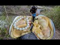 The secret of mutated shells in 1700: The discovery of a girl's riverbed triggered a miracle
