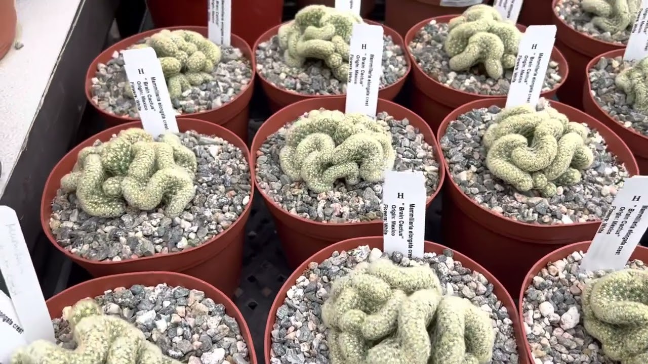 chain cactus Chain cactus (Rhipsalis paradoxa) – Plantis main image 0