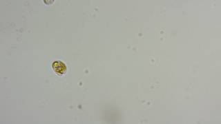 Ochromonas