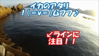 【エギング】腕がないのは、セフィアBBがカバーしてくれる！