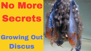 How to Grow Out Discus Fish!