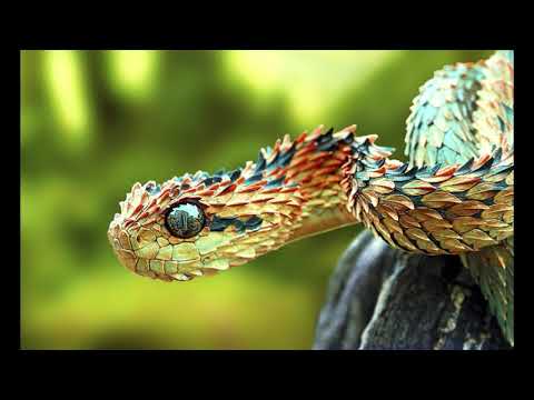 Spiny bush viper Facts  Interesting Facts about Spiny bush viper