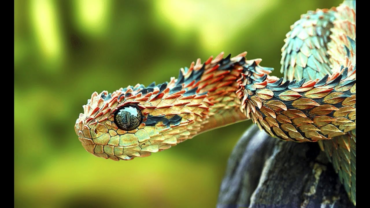 Spiny Bush Viper l Startling Toxicity - Our Breathing Planet