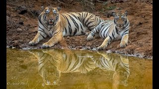Rare behaviour of a 3 year old Male Tiger staying with his mother &amp; her cubs | Sirkada Tadoba |